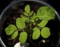 Young moringa seedling up close potted in cup