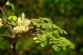 Young moringa tree with leaves and flowers