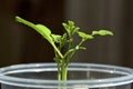 Young moringa tree sapling up close in container