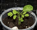 Young moringa tree seedling up close