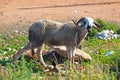 Young moroccan ram Royalty Free Stock Photo