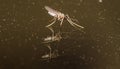 Young Mosquito Looks At Its Double Reflection In Sepia Glass Royalty Free Stock Photo