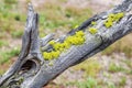 Young moss growing on the dead tree branch