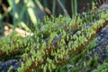 Young moss growing on the rocky in Winter,Nature Background,green wallpaper,moss on the rock.Italian garden Royalty Free Stock Photo