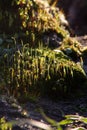 Young moss growing on the rocky in Winter,Nature Background,green wallpaper,moss on the rock.Italian garden Royalty Free Stock Photo