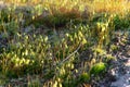 Young moss growing on the rocky in Winter,Nature Background,green wallpaper,moss on the rock.Italian garden Royalty Free Stock Photo