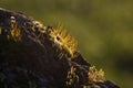 Young moss growing on the rocky in Winter,Nature Background,green wallpaper,moss on the rock.Italian garden Royalty Free Stock Photo