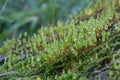 Young moss growing on the rocky in Winter,Nature Background,green wallpaper,moss on the rock.Italian garden Royalty Free Stock Photo