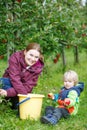 Young mother and adorable little toddler boy picking organic app Royalty Free Stock Photo