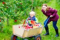 Young mother and little toddler boy picking apples Royalty Free Stock Photo