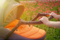 A young mother is walking with a baby stroller in a summer park on a sunny day Royalty Free Stock Photo