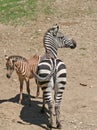 Young and Mother Zebra Standing Royalty Free Stock Photo