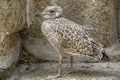 Young mottled brown European Herring Gull.