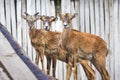 Young mouflons in the reserve. Wild animals_ Royalty Free Stock Photo