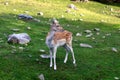 Young mountain deer in a valley