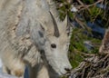 Young Mountain Goat Eyes Pine Branch for Snack