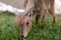 Young mountain goat grazing on grass Royalty Free Stock Photo