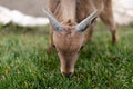 Young mountain goat grazing on grass Royalty Free Stock Photo