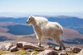 Young mountain goat in landscape picture