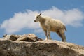 A young Mountain Goat Oreamnos americanus on a granite craig