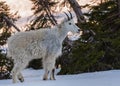 Young Mountain Goat Stands in Snow