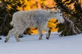 Young Mountain Goat Walks Through Snow