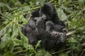 Young mountain gorilla having fun