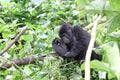 Young Mountain gorilla in Ugandan forest