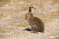 Young Mountain Hare Lepus Timidus Basking In The Rays Of The Autumn Sun. Tundra Hare Or White Hare In Summer Pelage In The Nat Royalty Free Stock Photo