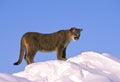 Young Mountain Lion Royalty Free Stock Photo
