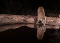 Young mountain lion drinking from a pool of water with mother behind in the shadows Royalty Free Stock Photo