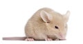 Young mouse in front of white background