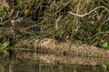 Young Mugger crocodile Crocodylus palustris peering out of its nest in the river bank in Chitwan National Park, Nepal Royalty Free Stock Photo