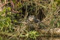 Young Mugger crocodile Crocodylus palustris peering out of its nest in the river bank in Chitwan National Park, Nepal