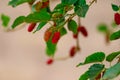 young Mulberry fruit growing on the tree.Fresh mulberry in nature, close up,selective focus on subject