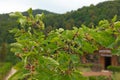 Young mulberry plant with red berries
