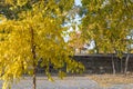 Young mulberry tree in autumn. Bright yellow leaves morus. Royalty Free Stock Photo