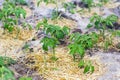 Young mulched tomatoes on the garden in sandy soil