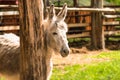 Young mule is basking in the sun near a wooden pillar. Royalty Free Stock Photo