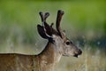 Young Mule Deer, aka Odocoileus hemionus Close-up