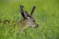 Young Mule Deer, aka Odocoileus hemionus in mustards field