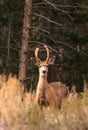 Young Mule Deer Buck Royalty Free Stock Photo