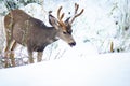 Mule Deer Buck With Antlers Feeding In A Snowy Field Royalty Free Stock Photo