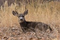 Young Mule Deer Buck Bedded Royalty Free Stock Photo