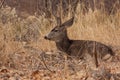 Young Mule Deer Buck Bedded Royalty Free Stock Photo