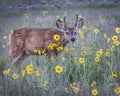 Young Mule Deer Buck in a Field of Prairie Sunflowers Royalty Free Stock Photo