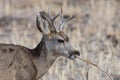 Young Mule Deer Buck With Grass in His Mouth Royalty Free Stock Photo
