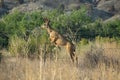 Young Mule Deer Buck Jumping a Fence