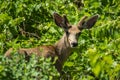 Young Mule Deer Buck in the Leafy Greens Royalty Free Stock Photo