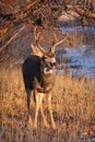 Funny mule deer buck